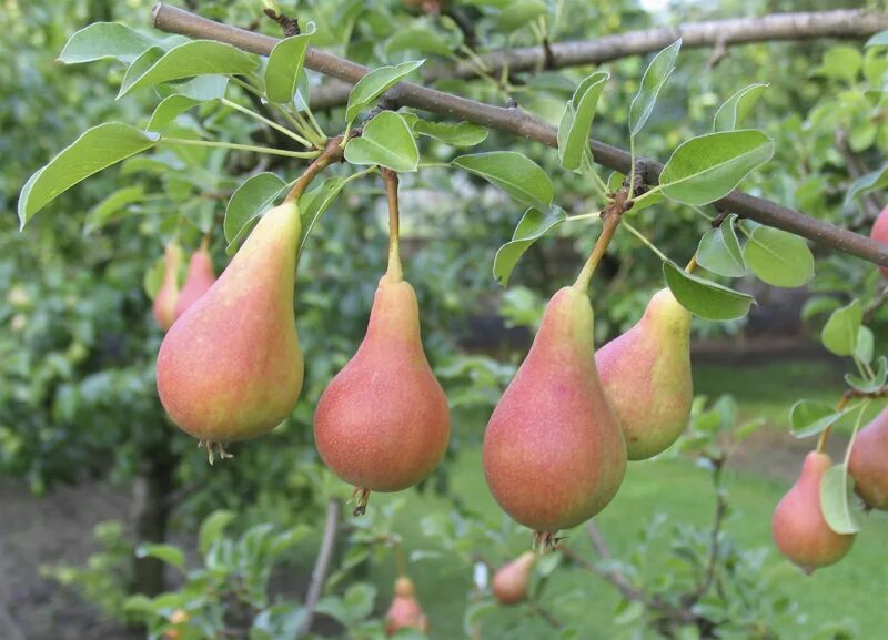 Груши ранние сорта описание фото. Сорт груши Июньская Липотика. Сорт груши ранняя Июньская. Груша аббат Фетель. Груша Флоренция.