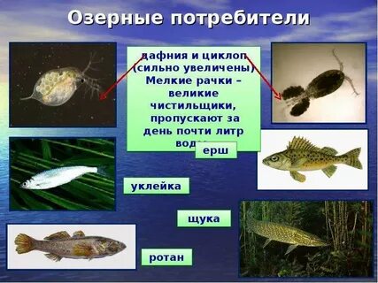 Экосистема озера