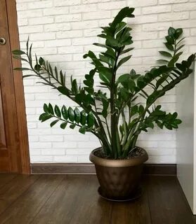 Денежное дерево замиокулькас