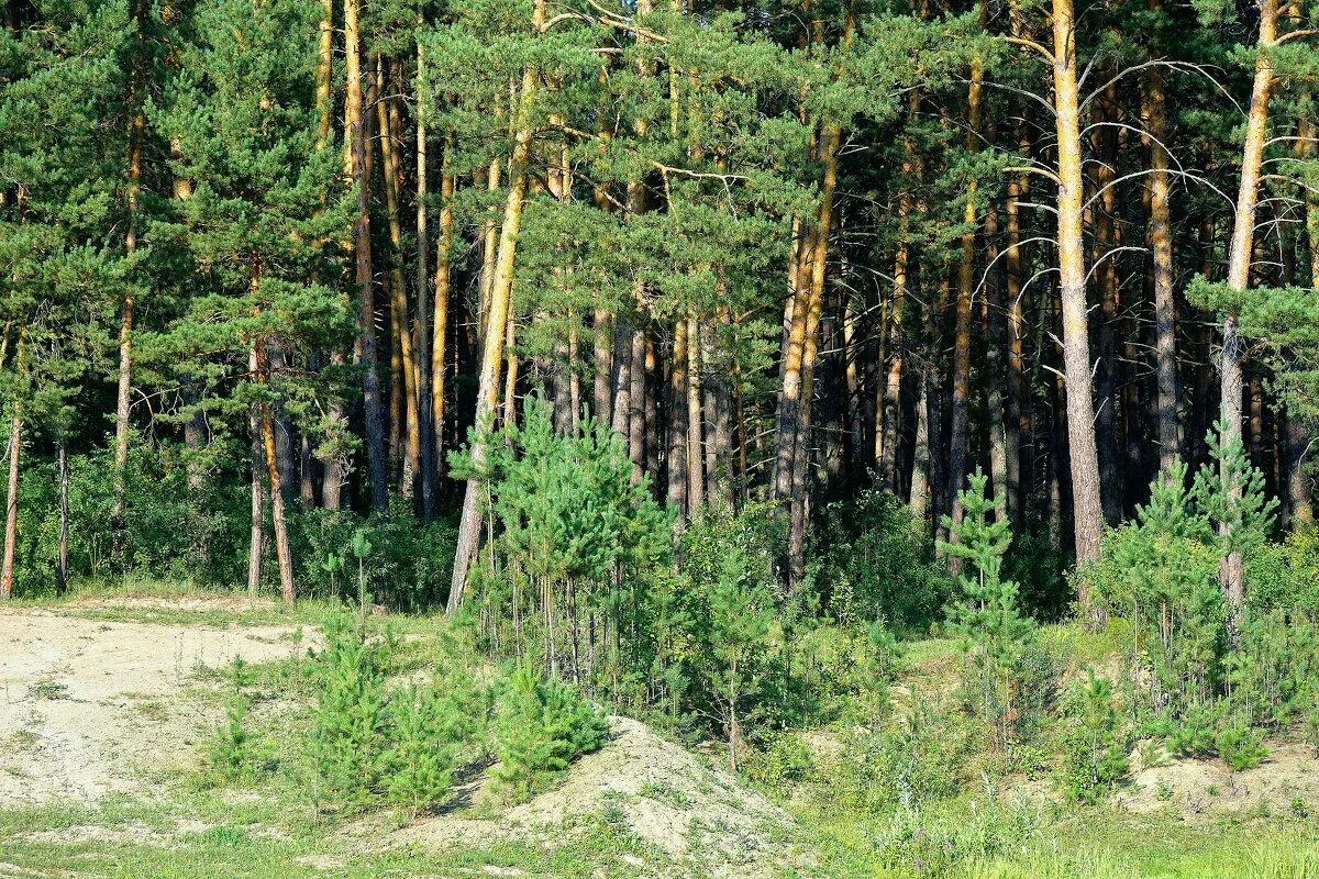 Хвойные новосибирск. Караканский Бор Новосибирск. Обское водохранилище Караканский Бор. Караканский лес Новосибирская область. Новосибирск Сосновый Бор природа.