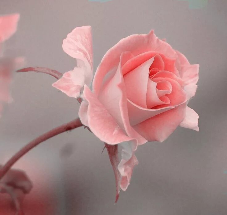Have a good day картинки красивые. Good morning have a nice day. These flowers give a nice smell. Good morning! have a nice day гиф. This flowers nice.