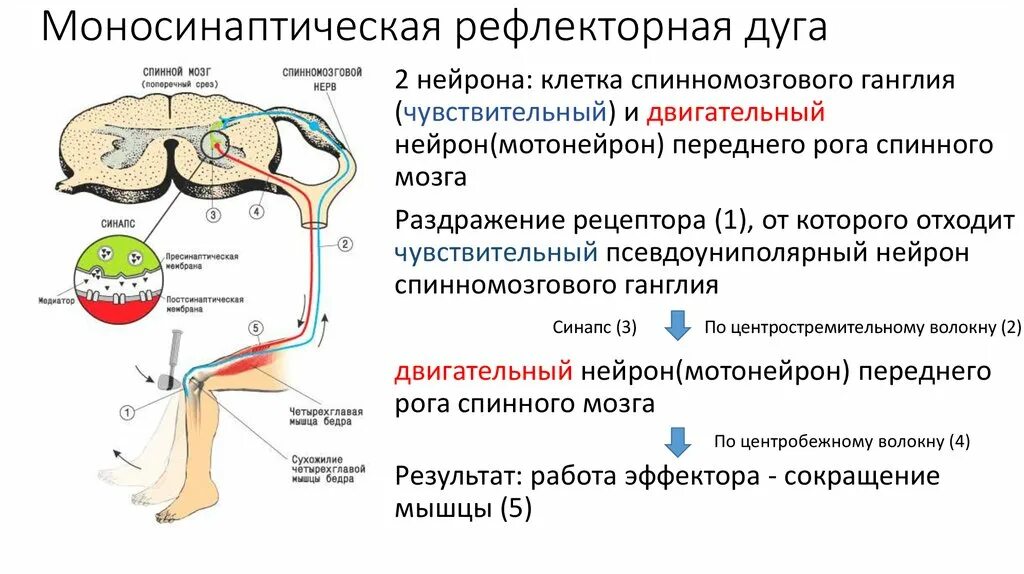 Где находится рефлекс. Моносинаптическая рефлекторная дуга коленного рефлекса. Схема полисинаптической рефлекторной дуги. Двухнейронная рефлекторная дуга спинного мозга. Двухнейронная моносинаптическая рефлекторная дуга.