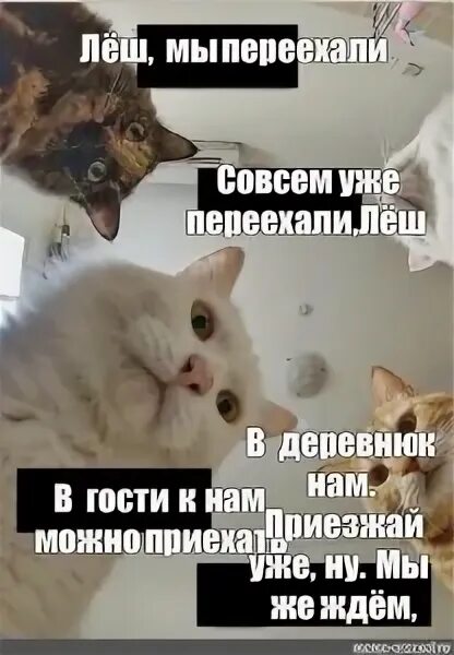 Коты и работа мемы. Мемы о котах. Кот Лешка. Лена и коты. Совсем переехавший