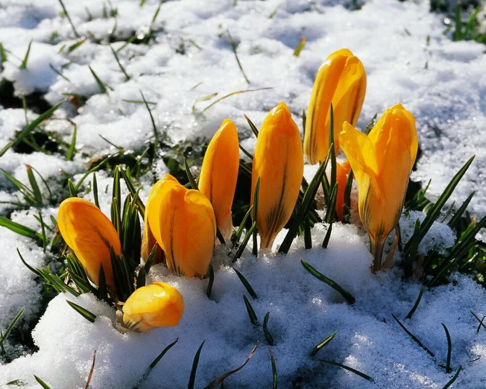 Пришел март наступает весенняя пора но холодная. Весенние цветы. Весенняя природа. Природа в марте.