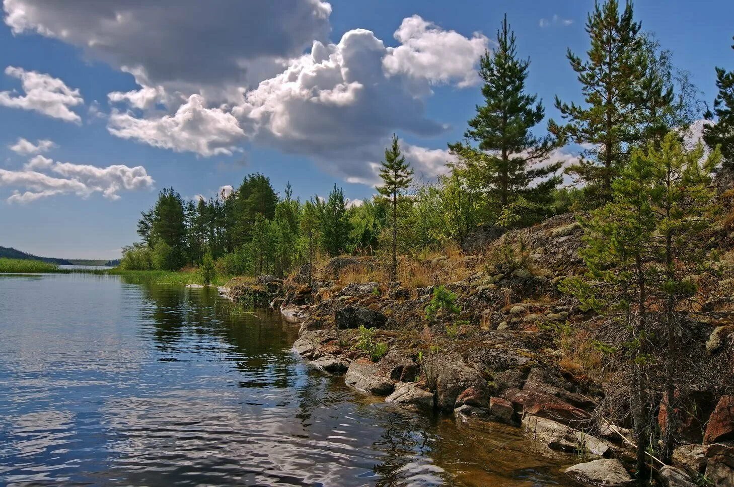 Береговая сибирская