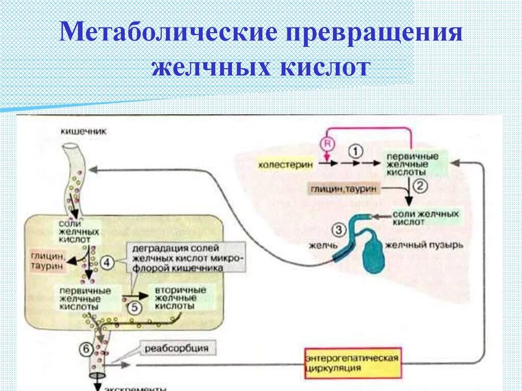 Первичные и вторичные желчные кислоты биохимия. Превращение холестерина в желчные кислоты. Превращение холестерола в желчные кислоты. Схема синтеза желчных кислот.