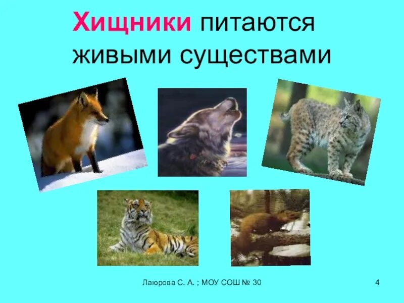 Чем питаются плотоядные. Чем питаются хищные животные. хищник питается хищниками. хищные животные 3 класс.