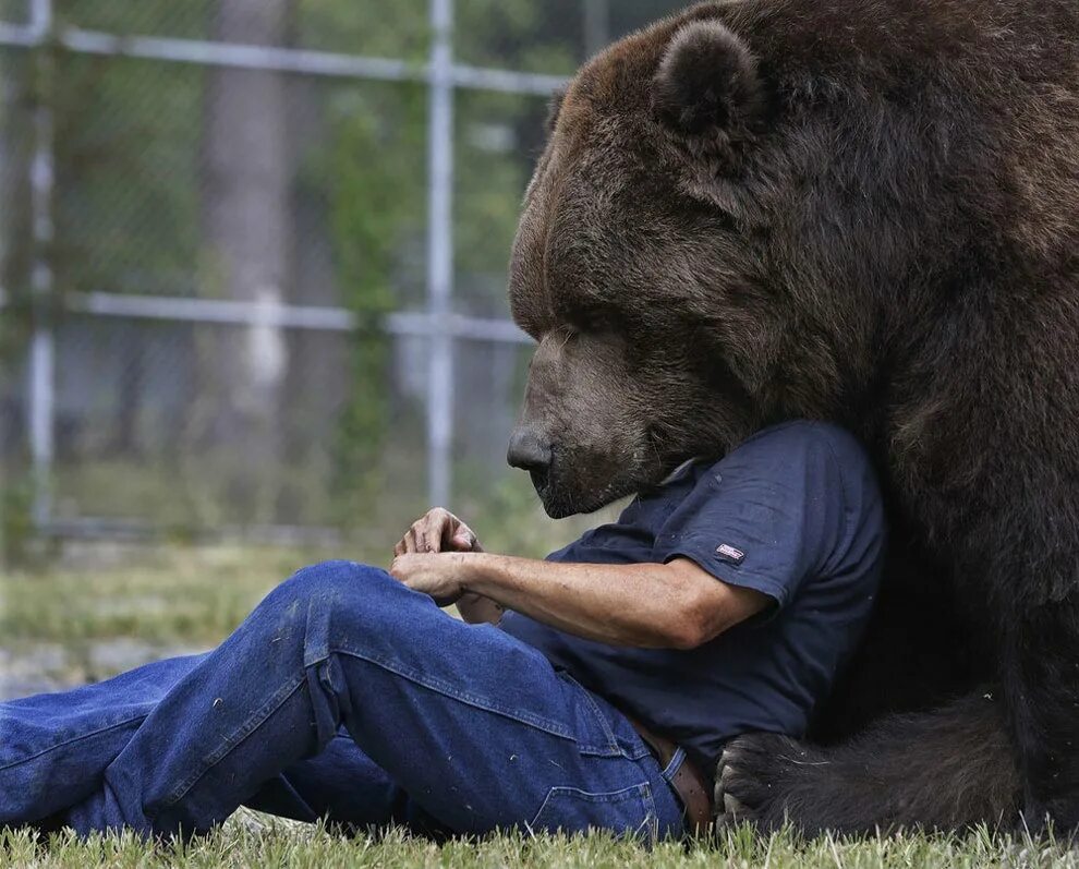 Бурый медведь Кадьяк. Медведь Кадьяк самый большой в мире. Джим и Джимбо.