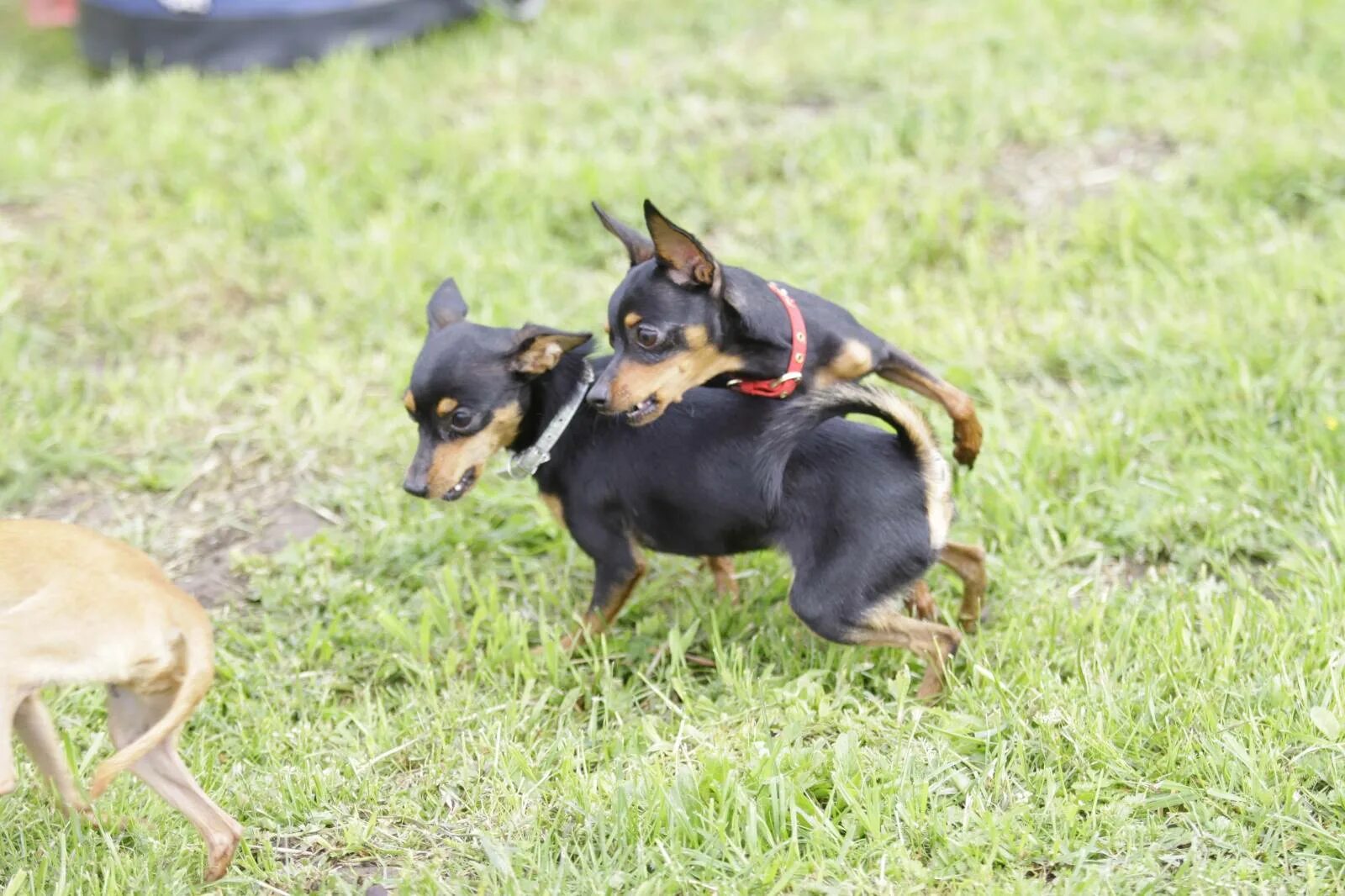 Пражский крысарик. Пражский ратлик. Собака пражский крысарик. Ратлик. Порода пражский крысарик пражский.