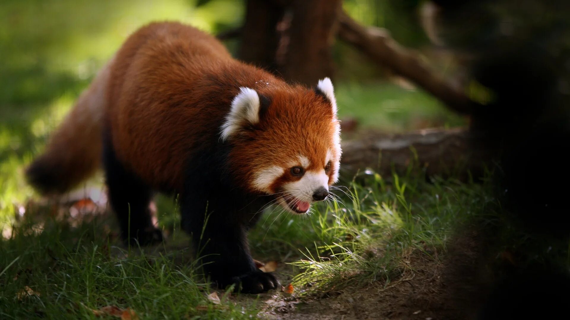 Обои диких животных. Красная Панда Меконг. Млекопитающие красная Панда. Енотовидная Панда. Тануки красная Панда.
