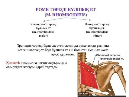 Мария Мурмен жыныстық қатынас