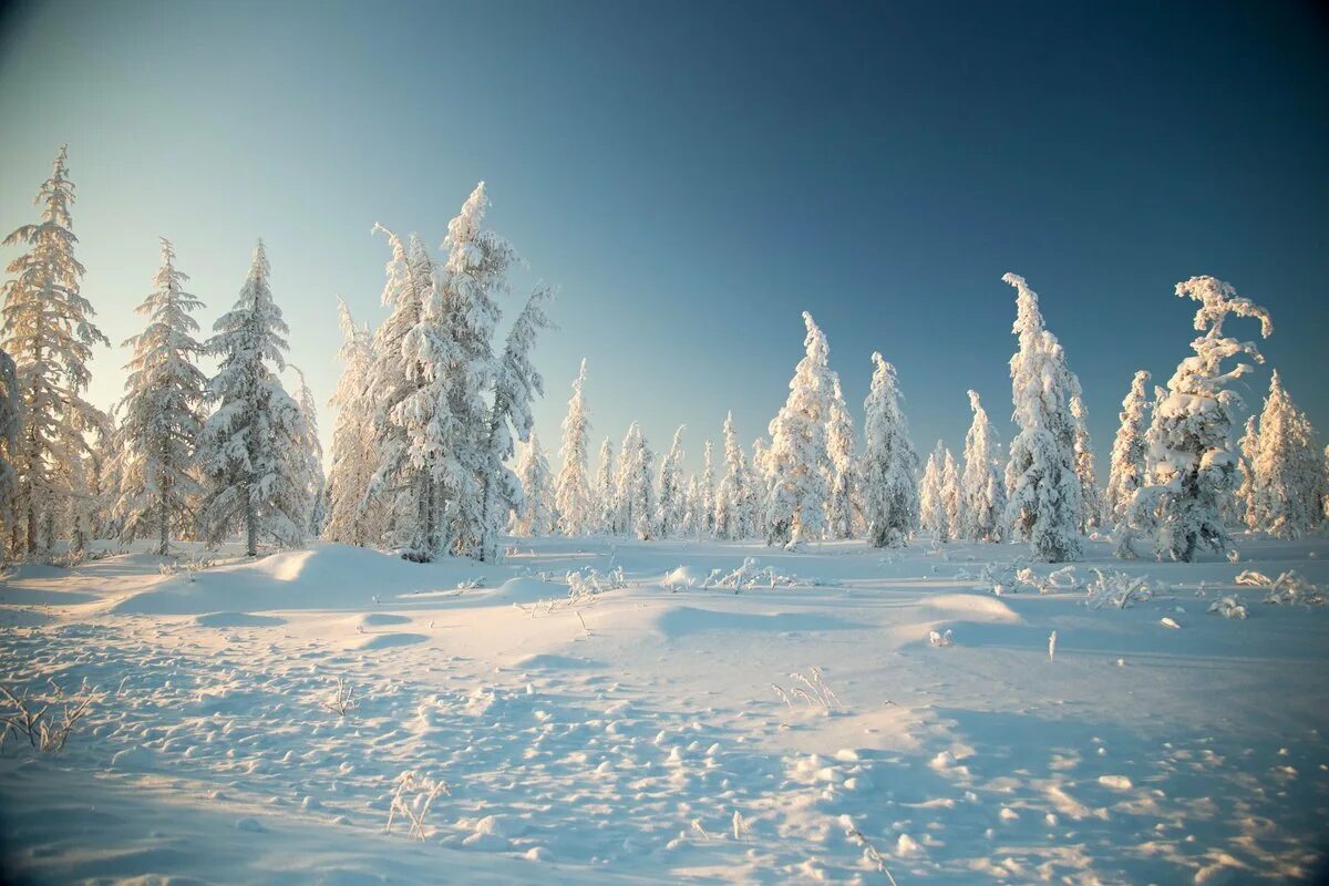 Snow is beautiful. Якутия Оймякон лес. Якутия природа зима. Тайга в Якутии зимой. Саха Якутия природа зимой.