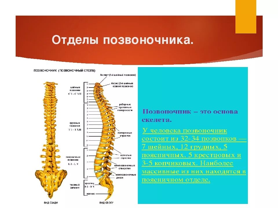 Отделы позвоночника. Строение позвоночника. Позвонки в отделах позвоночника. Отделы позвоночника отделы.