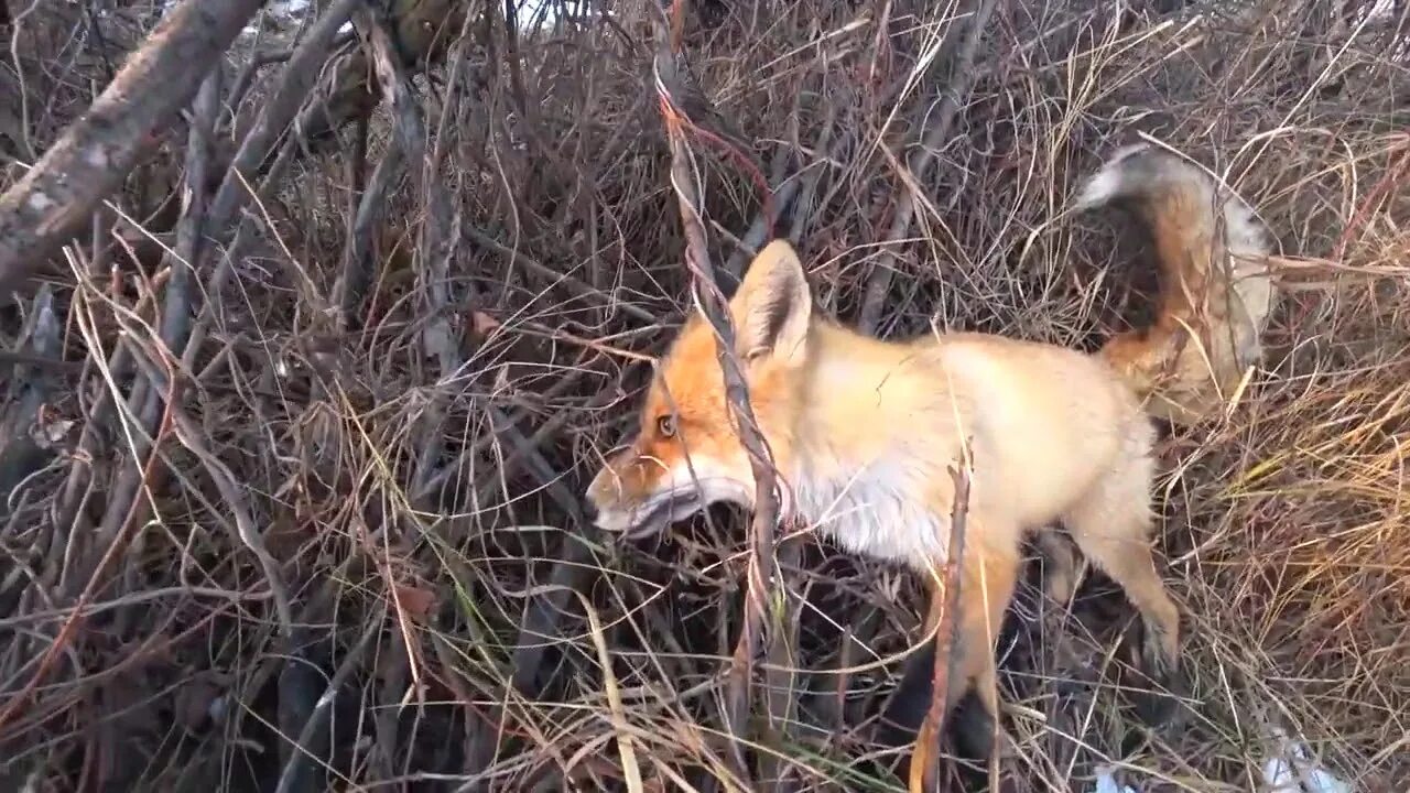 Охота на лису видео. Грин апельсин охота на лисицу.