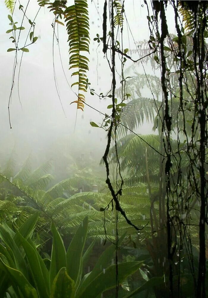 Тропические лианы Сахалин. Тропический лес. Тропический дождевой лес. Лианы тропических лесов.
