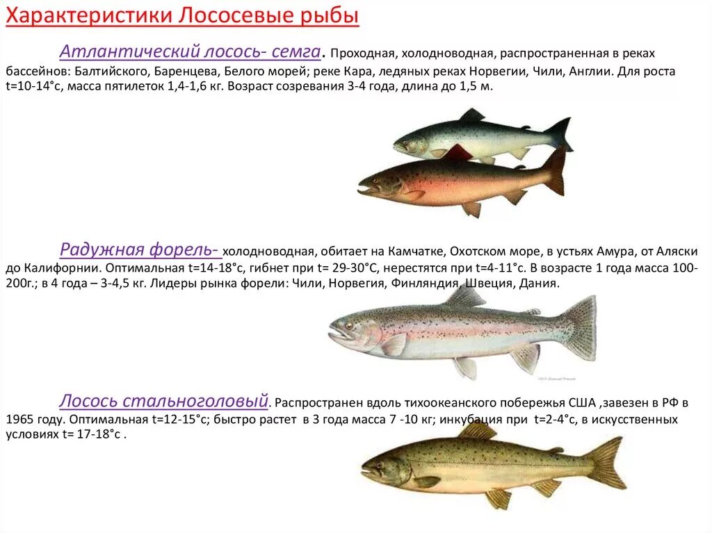 Семейство лососевых. Лосось характеристика. Лососёвые породы рыб перечень. Лососевые рыбы характеристика. Характеристика семейства лососевых рыб. Таблица лососевых рыб