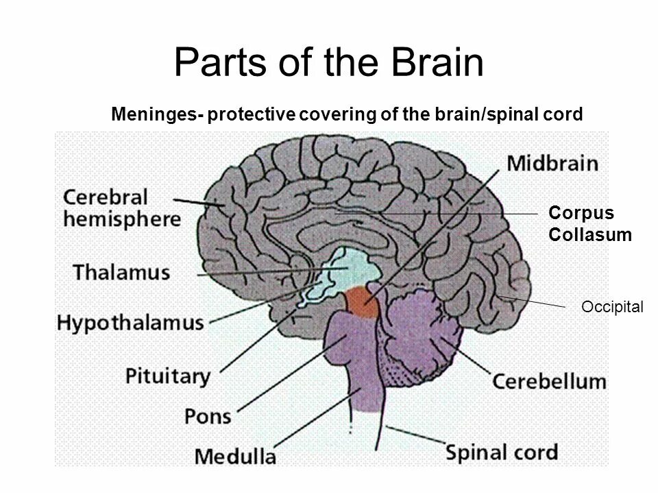 Parts of the Brain. Human Brain structure. Parts of Brain and their function.