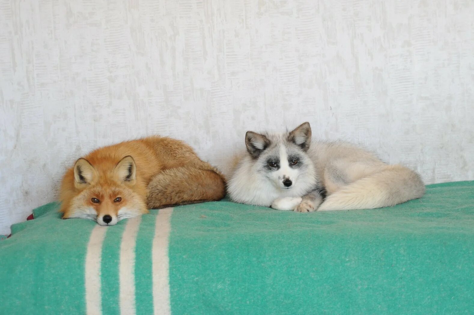 Хищные звери. Редкие домашние животные. Бешеная лиса. Может ли дикое животное стать домашним. Минусы содержания диких животных дома.