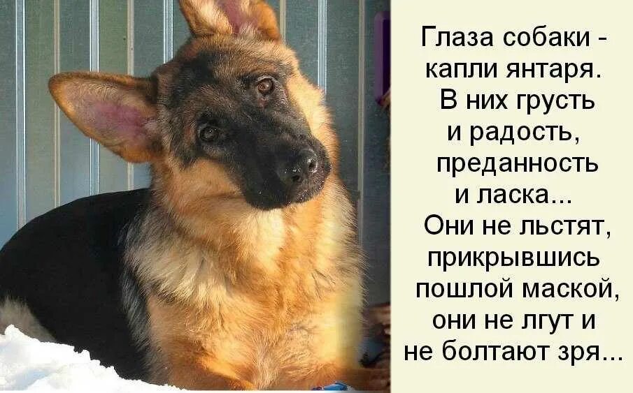 Что нибудь собаке