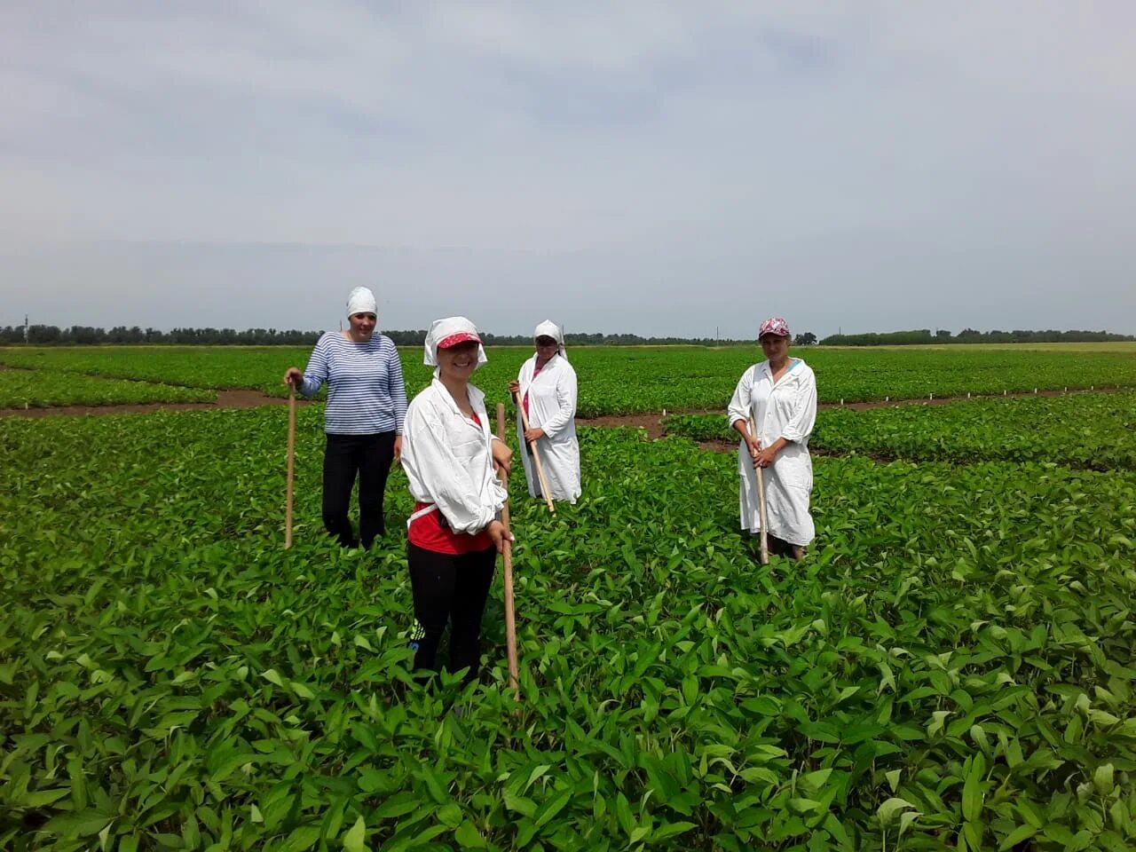 Селекционер в лаборатории. Биотехнологии в сельском хозяйстве. Лаборатория селекции. Биотехнологии в сельском хозяйстве. Лаборатория селекции.