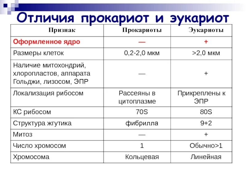 Чем отличаются прокариоты от эукариотов