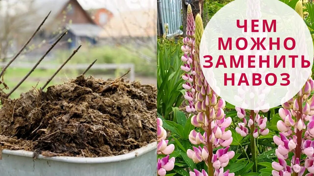 Навоз перегной конский и коровий! - купить в Калуге, цена 100 руб., дата размеще