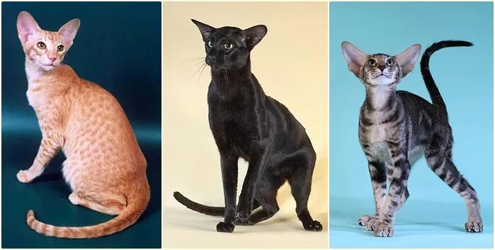 Селекция ориентальных кошек. Селекция животных кошек. Скрещивание пород кошек. Породистые кошки искусственно выведенные.