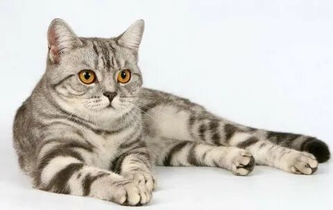 Скоти