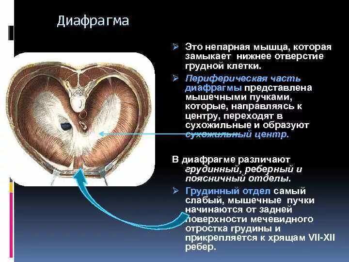 У какого класса животных появляется диафрагма впр. Диафрагма. диафрагма мышца. сухожильный центр диафрагмы. отверстия в диафрагме человека.