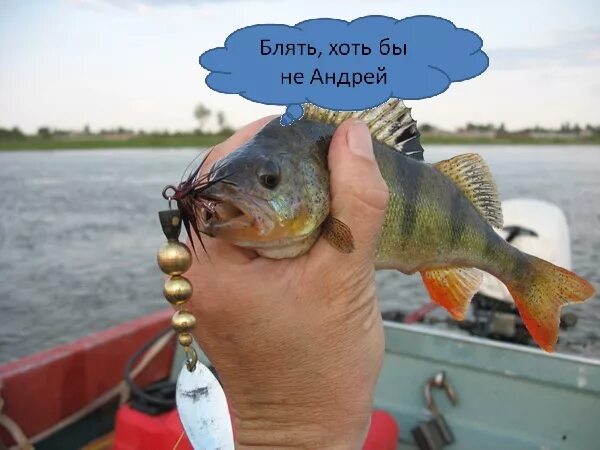 Карась смешные фото Ответы : Женщина-русалКА.. А мужчина.. Как назвать