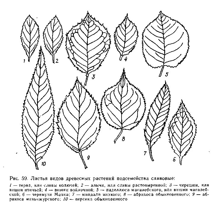 Как отличить листья. Тип листа яблони. Строение листа черешни. Форма листьев вишни. Форма листьев у черешни.