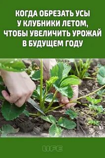 Обрезают ли усы у клубники осенью