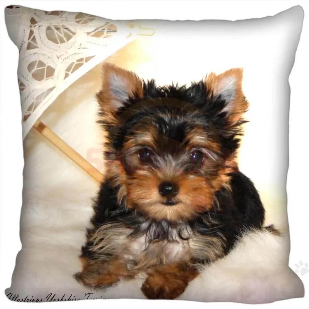 йоркширский терьер щенок 1 месяц. йоркширский терьер пермь. щенки йорка мини беби фейс. кутята йоркширского терьера. йоркширский терьер мини купить.