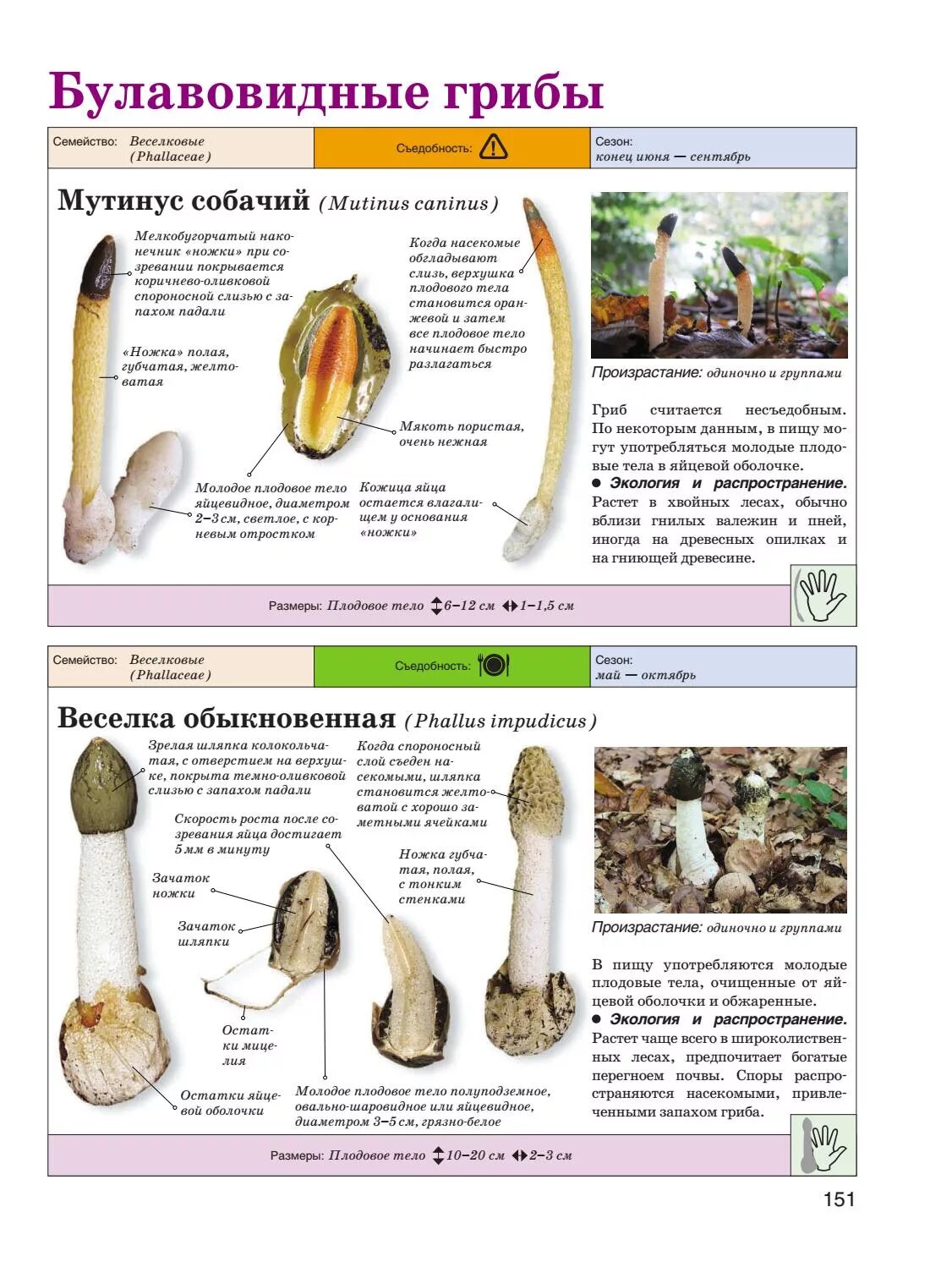 гриб веселка яйцо. весёлка обыкновенная необыкновенно целебный. целебные грибы веселка. веселка гриб онкология. весёлка обыкновенная гриб характеристики.