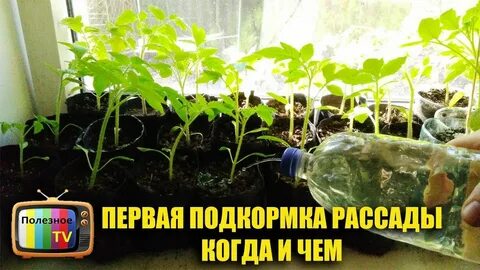 Первая подкормка рассады