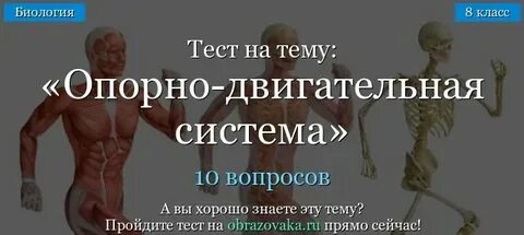 Опорно двигательная система человека тест
