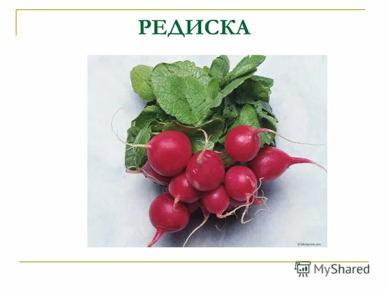 ты редиска. редис. ты редиска. редиска нехороший человек. редиска называют людей.