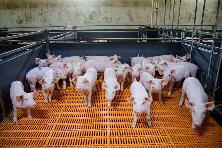 Свинокомплекс черкизово липецкая область. Зао по свиноводству владимирское 2022 год. Свиньи свинокомплекс. Поселок лесной владимир. Сельское хозяйство свиноводство.