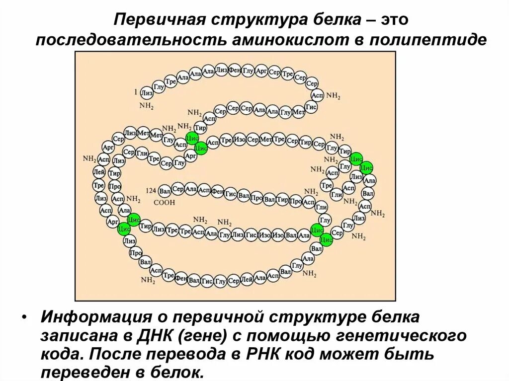 Изменение аминокислот последовательности белков