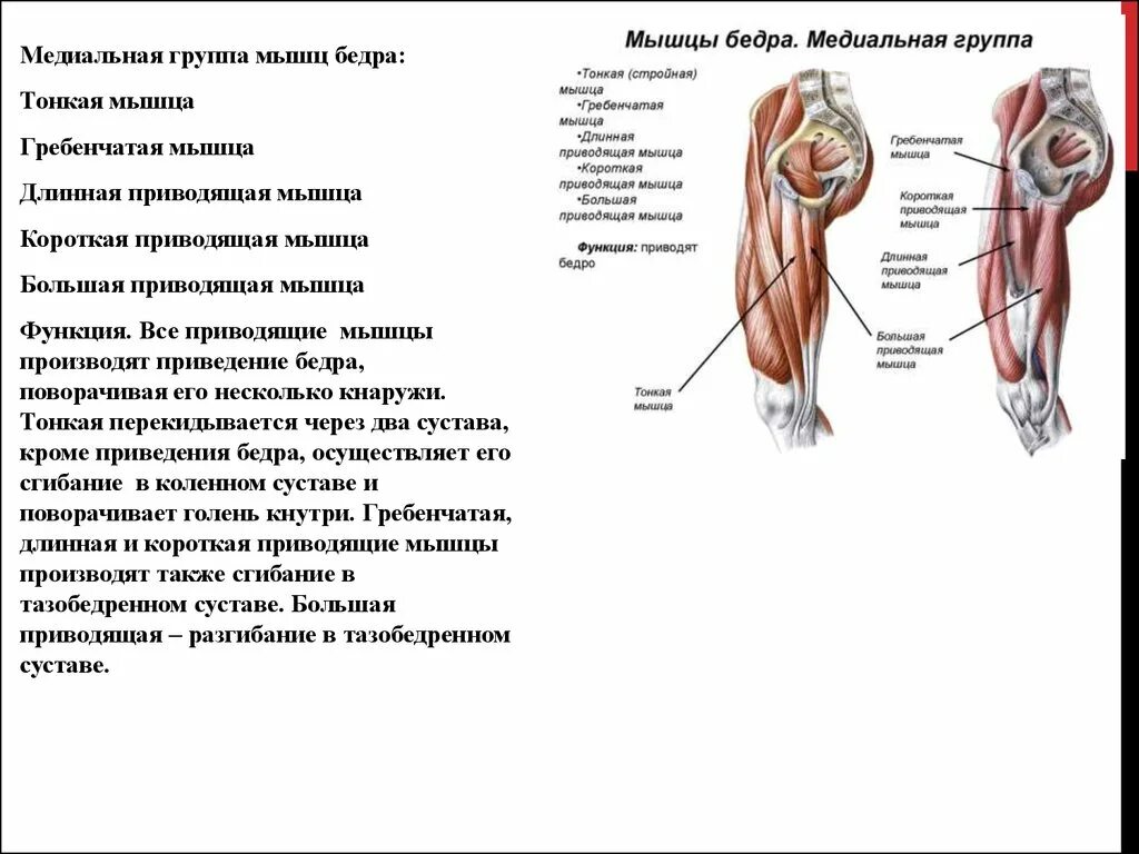Функции приводящих мышц. Медиальная группа бедренной мышцы. Медиальная группа мышц бедра функции. Медиальная группа мышц бедра анатомия. Приводящие мышцы бедра функции и упражнения.