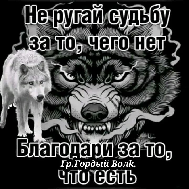 Волчья судьба песни. Судьба волка. Звёзды судьбы волк. Волчья судьба текст. Повернный волк судьба клана книга.