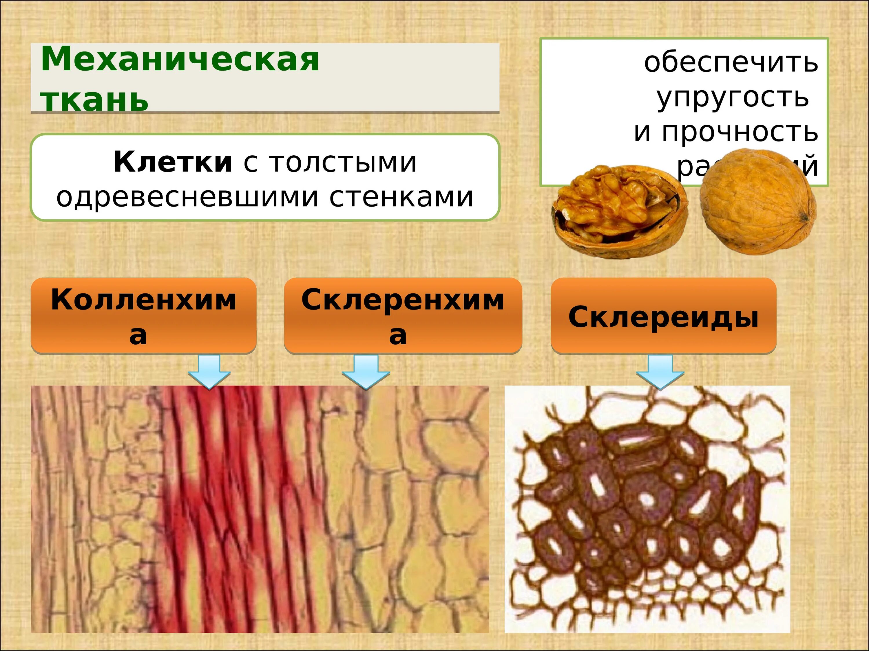 Механическая ткань растений колленхима. Механическая ткань склереиды. Механическая ткань колленхима и склеренхима. Механические ткани колленхима склеренхима склереиды. Механическая ткань биология 6 класс