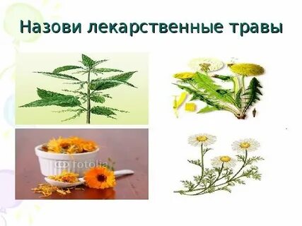Лекарственные растения 7 класс