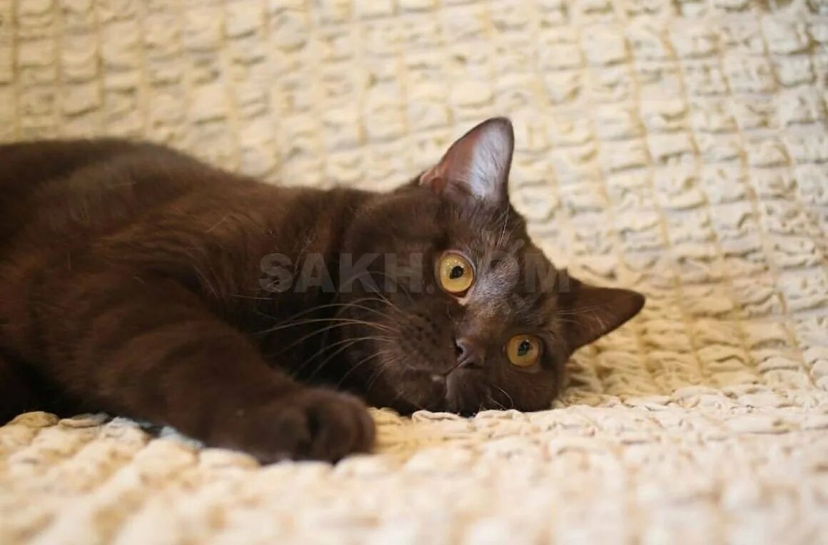Бурманская сиамская кошка. Рассмотрите фотографию кошки шоколадного оттенка. Порода кошек европейская бурма. Европейская бурма кошка. Британская короткошёрстная кошка шоколадный окрас.