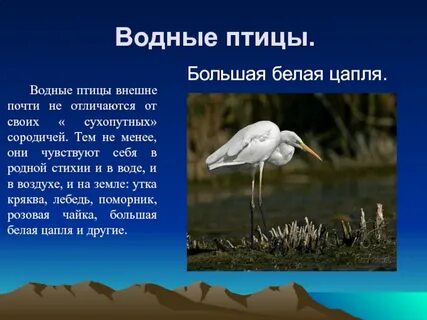 Цапля разбор