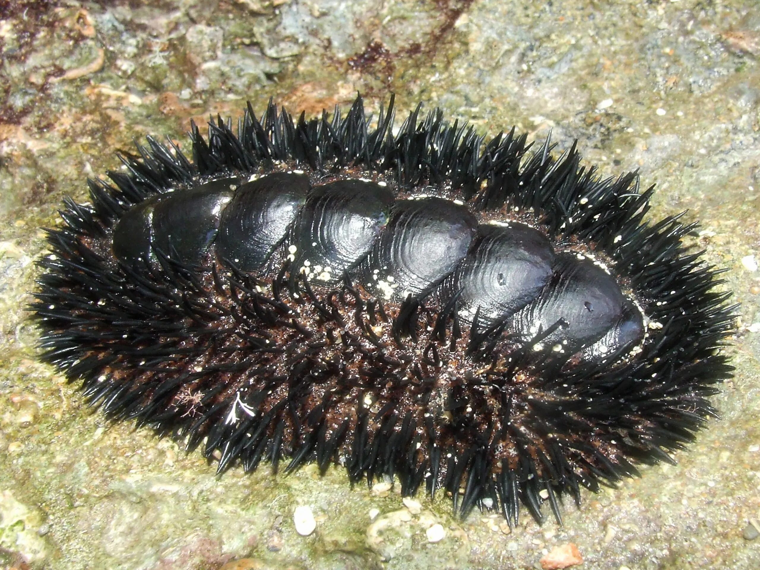 Chiton