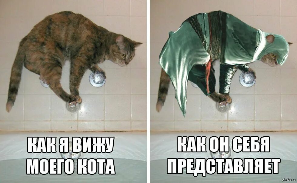 Мем мяу. Мяу смешные. мяу смешные картинки. картинка прикол мяу. прикол мяу мяу.