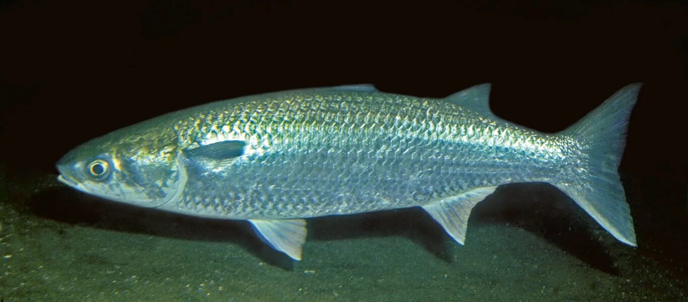 Лобан н а. Лобань черноморская рыба. лобан (mugil cephalus). кефаль рыба. кефаль черноморская.