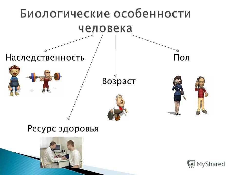 Характеристики человека в школе. Биологические особенности личности. Биологические характеристики человека. Особенности человека. Особенности человека биология.