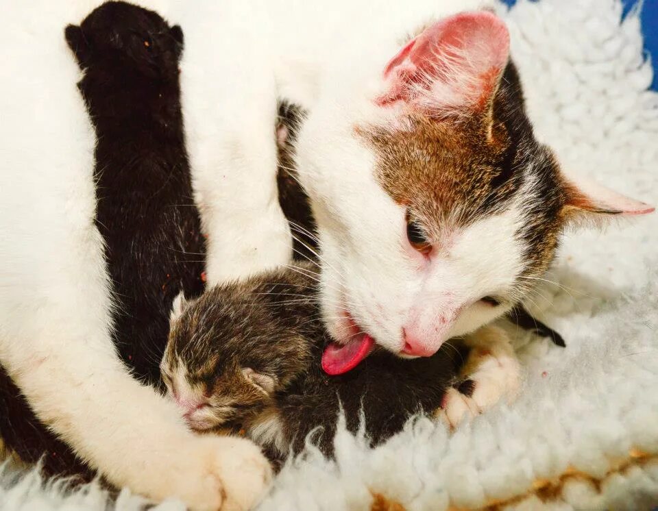 Кошки после рождения котят. Кошка с родившимися котятами. Новорожденные котята.